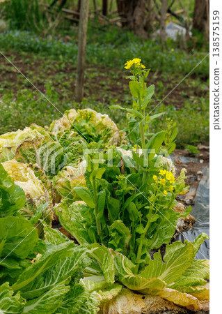 Flowers blooming on Chinese cabbage past its harvest season Flowers blooming on Chinese cabbage past its harvest season 138575159