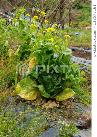 Flowers blooming on Chinese cabbage past its harvest season Flowers blooming on Chinese cabbage past its harvest season 138575161
