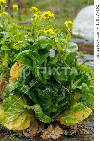 Flowers blooming on Chinese cabbage past its harvest season Flowers blooming on Chinese cabbage past its harvest season 138575162