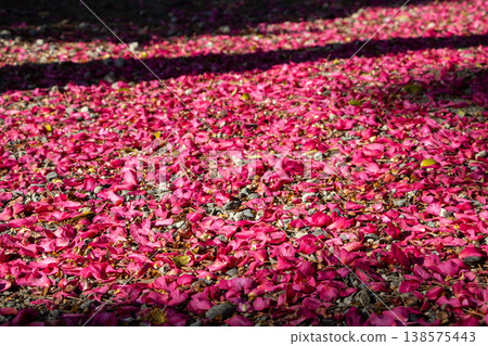 Petal carpet Petal carpet 138575443