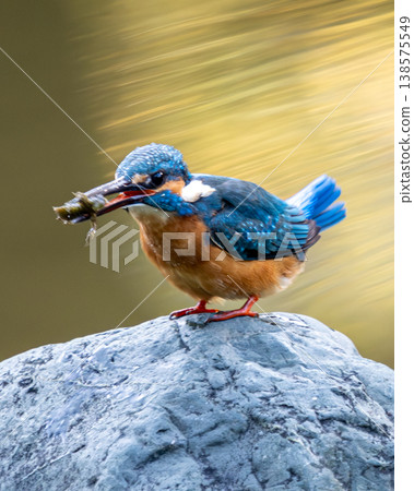 A kingfisher hunting aquatic insects in the Shinji Pond at Hibiya Park. 138575549