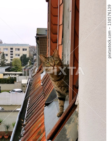 A curious tabby cat stands on a roof and looks out the window at the city rooftops in the background. A curious tabby cat stands on a roof and looks out the window at the city rooftops in the background. 138576139