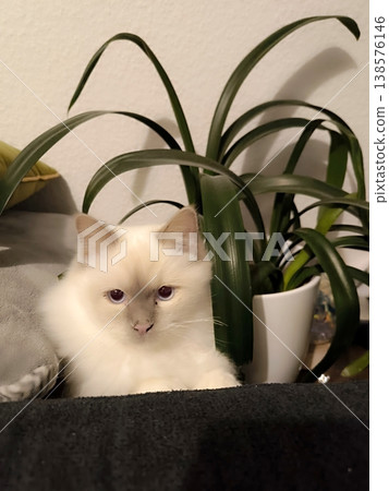 white cat hiding in cushions behind flowered sofa white cat hiding in cushions behind flowered sofa 138576146
