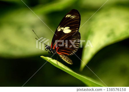 Heliconius melpomene butterfly resting on tropical leaf macro wildlife 138576158