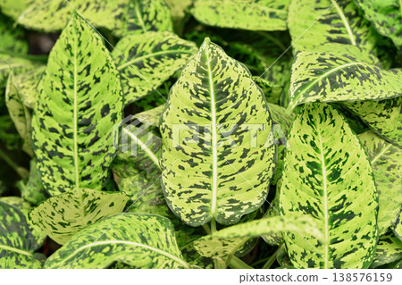 Dieffenbachia seguine variegated leaves tropical plant natural pattern background Dieffenbachia seguine variegated leaves tropical plant natural pattern background 138576159