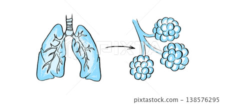Cells structure sketch Cells structure sketch 138576295
