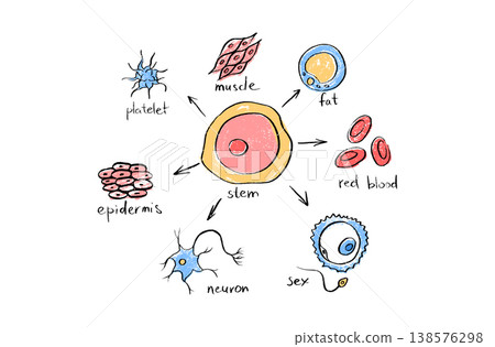 Cells structure sketch Cells structure sketch 138576298