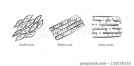 Cells structure sketch 138576310