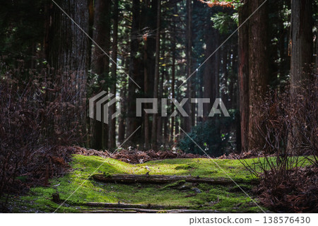 [Kōzenji Temple] A mossy forest bathed in light [Nationally designated scenic spot] 138576430