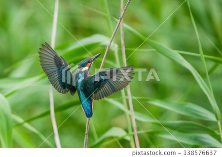 A kingfisher in flight, spreading its beautiful blue feathers. A kingfisher in flight, spreading its beautiful blue feathers. 138576637
