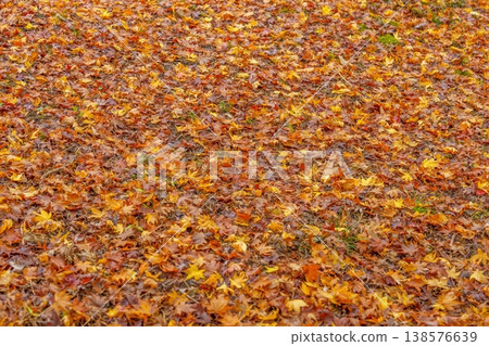 A background texture of brightly colored fallen autumn leaves covering the ground. A background texture of brightly colored fallen autumn leaves covering the ground. 138576639