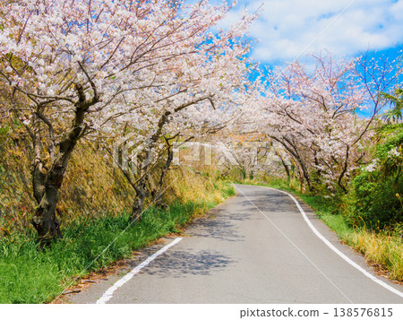 A road lined with cherry trees on Megijima Island in springtime. A road lined with cherry trees on Megijima Island in springtime. 138576815