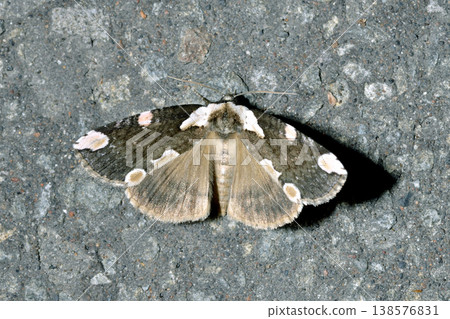 Yellow-spotted Moth (Sounkyo, Hokkaido) Yellow-spotted Moth (Sounkyo, Hokkaido) 138576831