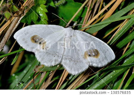 One-toed hook-toothed moth (Matsumoto City, Nagano Prefecture) 138576835