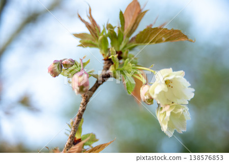 The pale green flowers of the blooming Gyoiko cherry tree The pale green flowers of the blooming Gyoiko cherry tree 138576853