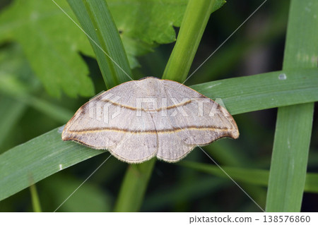 Ezo hook-tail moth (Hokkaido, Sounkyo) Ezo hook-tail moth (Hokkaido, Sounkyo) 138576860