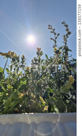 春日的陽光和盆栽花卉 春日的陽光和盆栽花卉 138577159