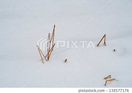 雪面下露出的乾草 a-1 138577176