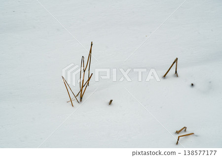 Withered grass peeking out from the snow surface a-2 Film-like 138577177