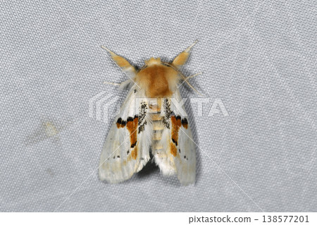 White-spotted Shachihoko (Shiretoko, Hokkaido) White-spotted Shachihoko (Shiretoko, Hokkaido) 138577201