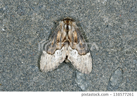 Kaede Shachihoko（北海道知床） 138577261