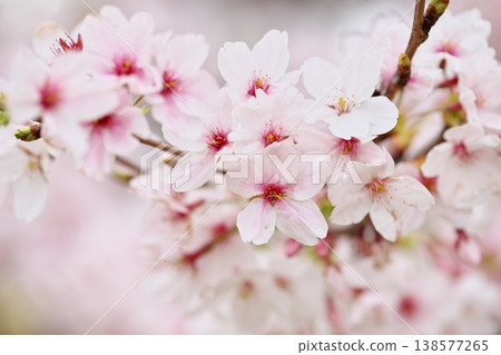 Spring flowers, fragrant with the scent of cherry blossoms Spring flowers, fragrant with the scent of cherry blossoms 138577265