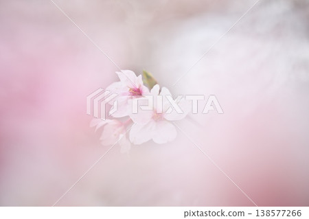 Spring flowers, fragrant with the scent of cherry blossoms Spring flowers, fragrant with the scent of cherry blossoms 138577266