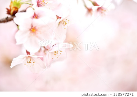 春天的花朵,散發著櫻花的香味。 春天的花朵,散發著櫻花的香味。 138577271