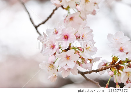 春天的花朵,散發著櫻花的香味。 春天的花朵,散發著櫻花的香味。 138577272