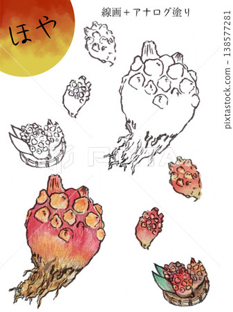 illustration of sea squirt illustration of sea squirt 138577281