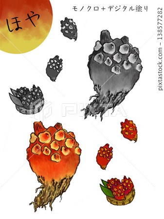 illustration of sea squirt illustration of sea squirt 138577282