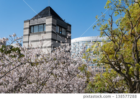 櫻花盛開的景色和建築物交相輝映。 櫻花盛開的景色和建築物交相輝映。 138577288