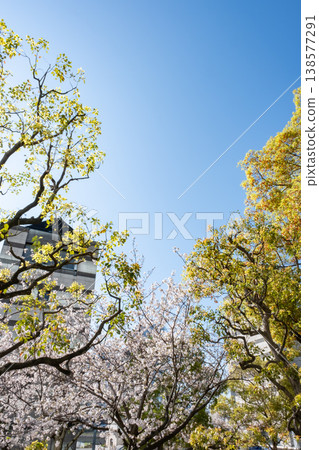 櫻花盛開,枝繁葉茂。 櫻花盛開,枝繁葉茂。 138577291