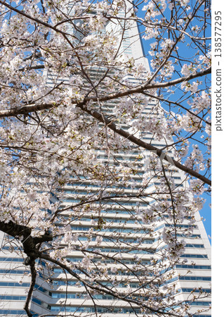 櫻花盛開的景色和建築物交相輝映。 櫻花盛開的景色和建築物交相輝映。 138577295