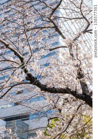 A view of cherry blossom trees in full bloom and buildings. A view of cherry blossom trees in full bloom and buildings. 138577301