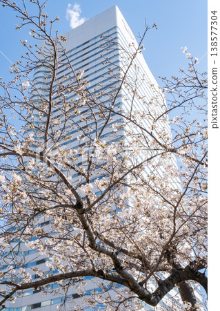 A view of cherry blossom trees in full bloom and buildings. A view of cherry blossom trees in full bloom and buildings. 138577304