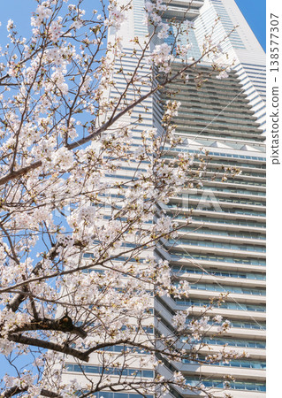櫻花盛開的景色和建築物交相輝映。 138577307