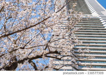 櫻花盛開的景色和建築物交相輝映。 138577309