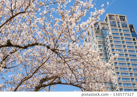 A view of cherry blossom trees in full bloom and buildings. A view of cherry blossom trees in full bloom and buildings. 138577327