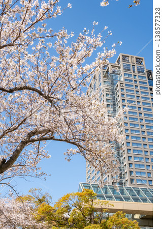 A view of cherry blossom trees in full bloom and buildings. A view of cherry blossom trees in full bloom and buildings. 138577328