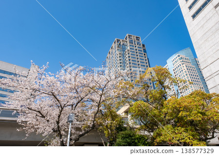 A view of cherry blossom trees in full bloom and buildings. A view of cherry blossom trees in full bloom and buildings. 138577329
