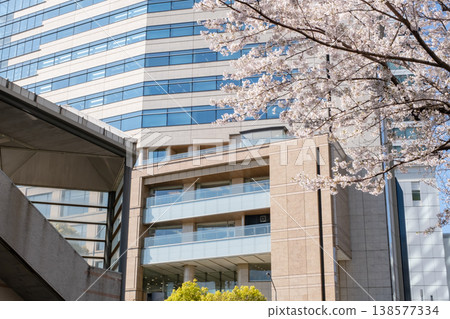 A view of cherry blossom trees in full bloom and buildings. A view of cherry blossom trees in full bloom and buildings. 138577334