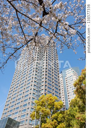 A view of cherry blossom trees in full bloom and buildings. A view of cherry blossom trees in full bloom and buildings. 138577336
