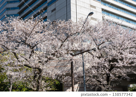 櫻花盛開的景色和建築物交相輝映。 櫻花盛開的景色和建築物交相輝映。 138577342