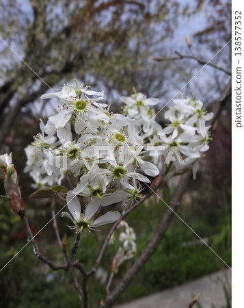 June berry flowers 138577352