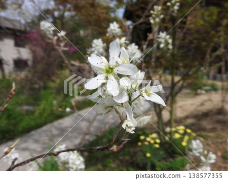 六月漿果花 六月漿果花 138577355