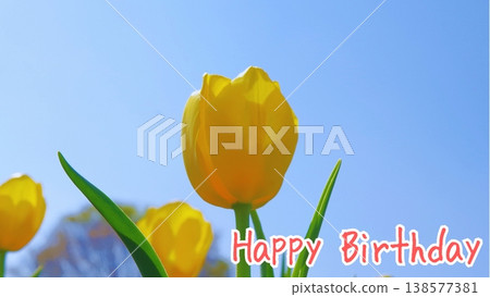 [Spring] Yellow tulips [Happy Birthday] bottom right 138577381