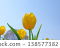 [Spring] Yellow Tulips [No Title] Copy Space 138577382
