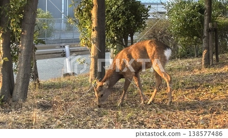這是一隻從奈良公園逃出來的大阪鹿。 這是一隻從奈良公園逃出來的大阪鹿。 138577486