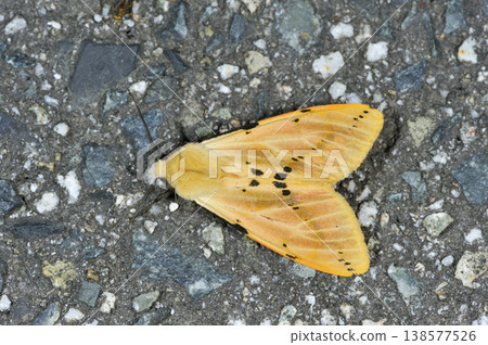 Striped Swallowtail (Niimi City, Okayama Prefecture) Striped Swallowtail (Niimi City, Okayama Prefecture) 138577526